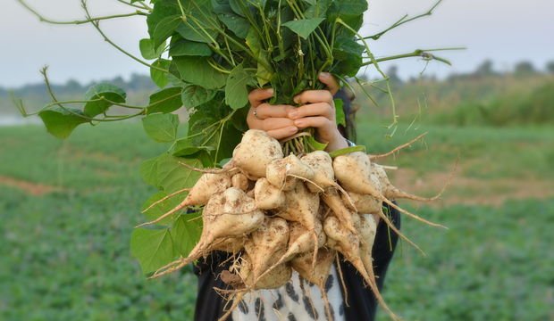 Jicama sebzesinin sağlığa faydaları nelerdir?