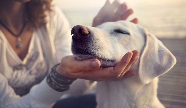 Köpekler Covid-19 vakalarını tespit edebiliyor!