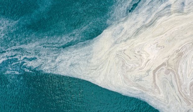 Deniz salyası nedir?