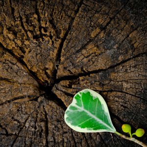 The graves that are visited