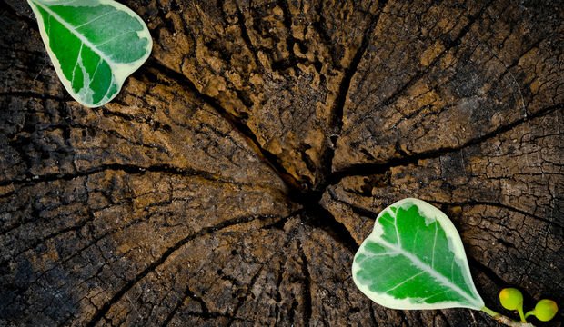 The graves that are visited