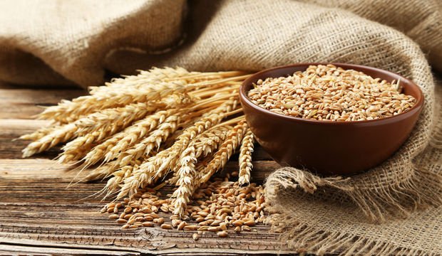 Buğdaydan tavuk yapmak mümkün!