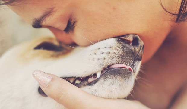 Evcil hayvanı kaybettikten sonra iyileşmenin 10 yolu