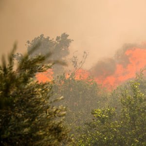 Gelirlerini ağaçlandırmaya bağışladılar