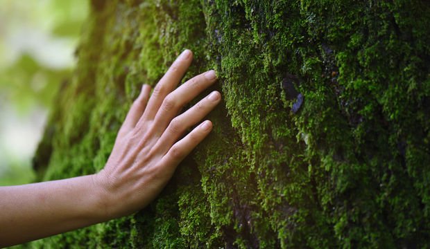 İnsanlar ve ağaçlar