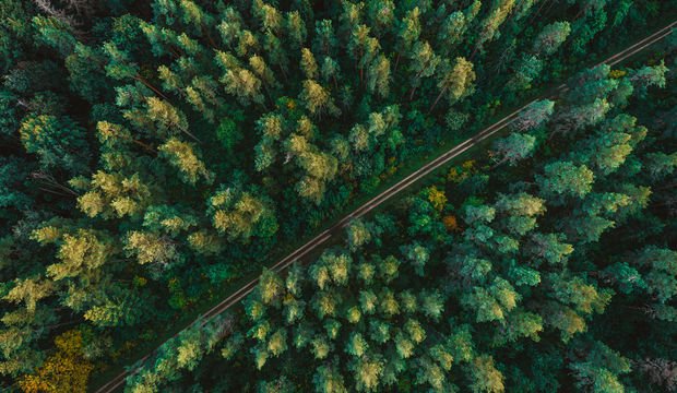 Ağaçlar kendi aralarında nasıl haberleşiyor?