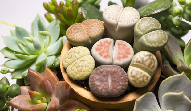 Yaşayan Taşlar: Lithops