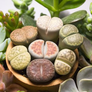 Taş kaktüs: Lithops