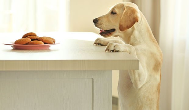 Köpek kurabiyesi nasıl yapılır?