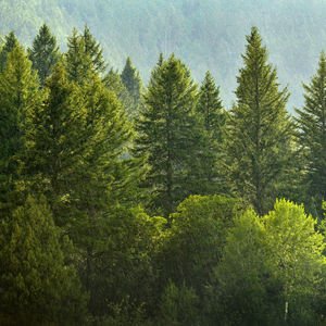 Ağaçlar kayalardan nasıl su içiyor?