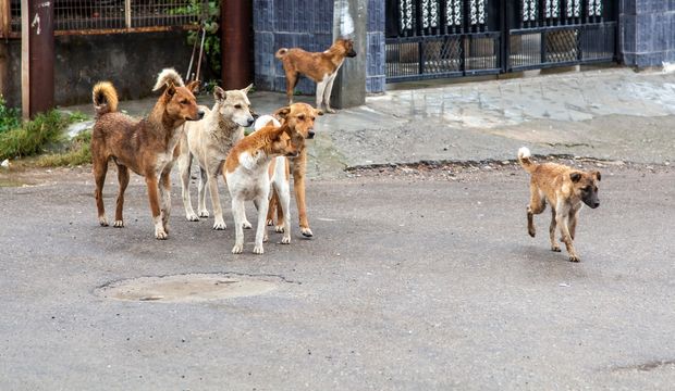 Acil durumlarda hayatta kalma rehberi