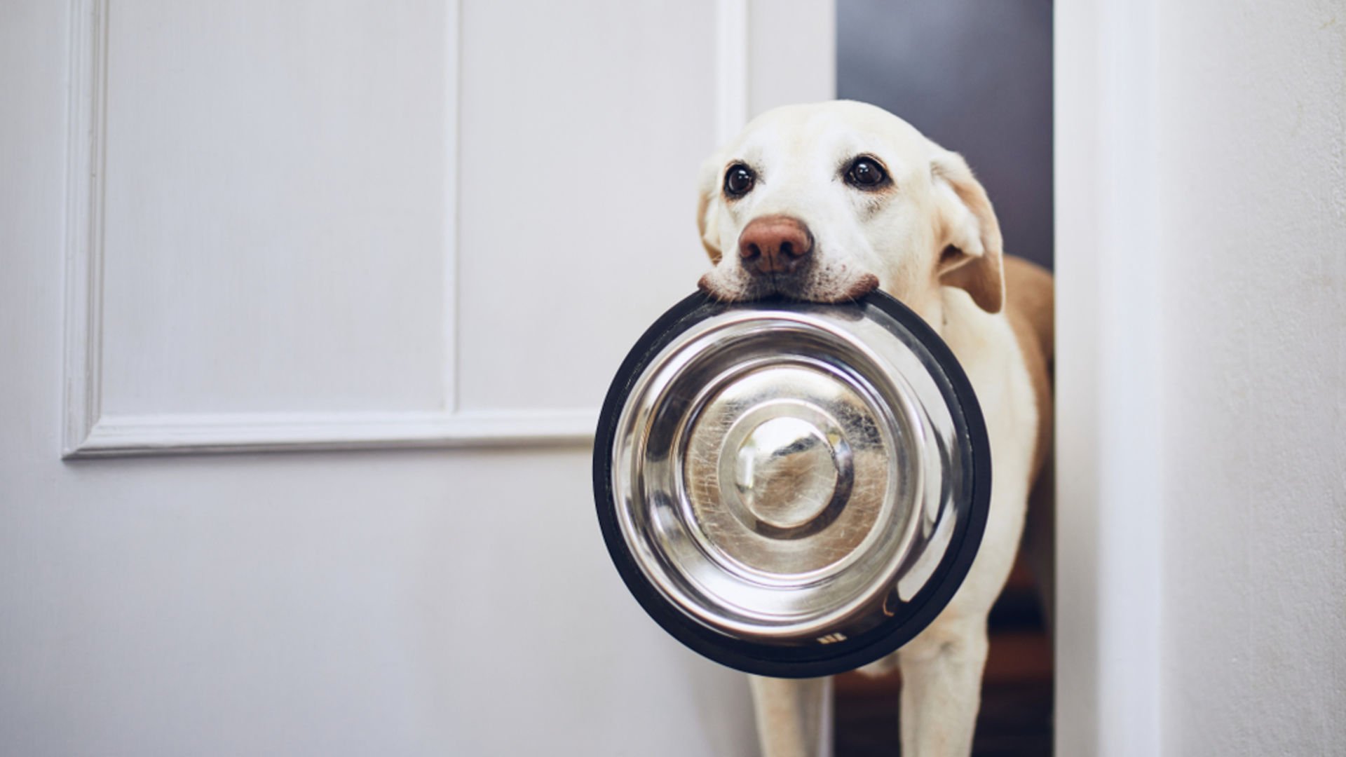 Köpeklerin yememesi gereken besinler nelerdir? Yaşam