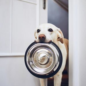 Köpeklere bu yiyecekleri sakın vermeyin