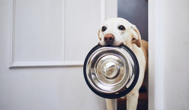 Köpeklerin yememesi gereken besinler nelerdir?