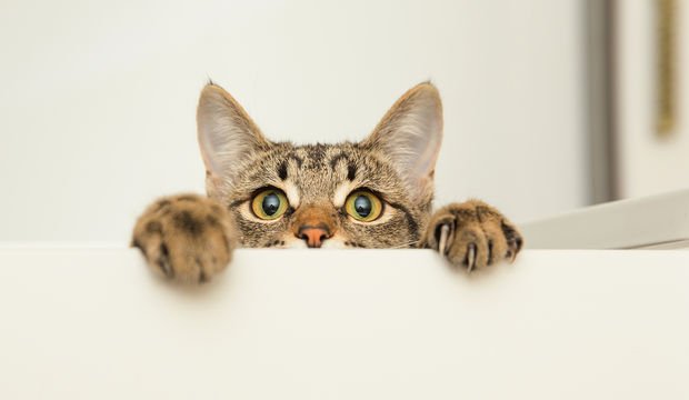 Kediler niçin kısırlaştırılıyor?