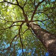 Ağaçların insanlara verdiği 10 ders