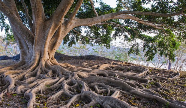Nihan Pekersoy: “Gizlenmenin en iyi yolu apaçık ortada olmaktır tıpkı ağaçlar gibi”