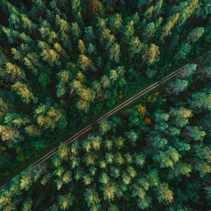 Orman banyosunun sağlığınıza 4 faydası