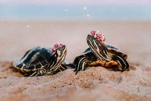 Kaplumbağalardan öğrenebileceğimiz 5 hayat dersi