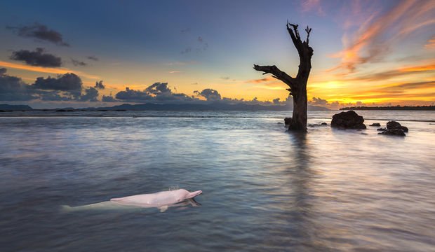 Amazon pembe nehir yunusları hakkında şaşırtıcı bilgiler...