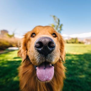 Köpekler hastalıkları koklayabilir mi?