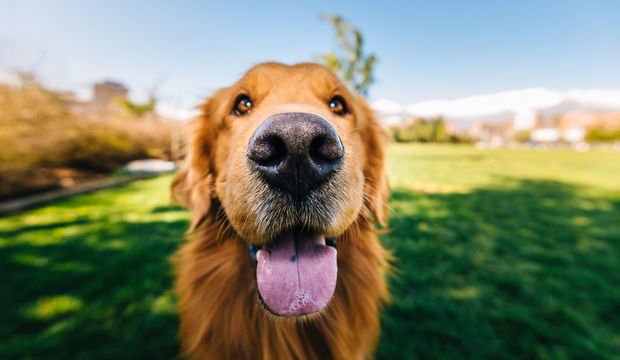 Köpekler hastalıkları koklayabilir mi?