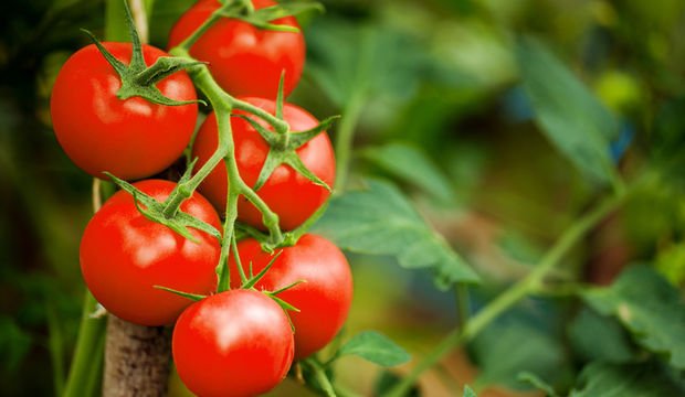 Domatesin faydaları nelerdir?