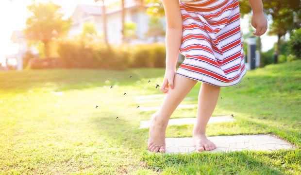 Aedes nedir? Aedes sivrisineği ısırığı