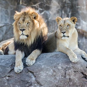 Ormanların kralı olsa da...