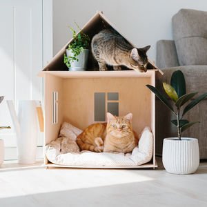 Kedi sahiplenmeden önce bilmeniz gereken şeyler var!