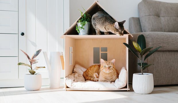 Kedi sahiplenmeden önce bilmeniz gerekenler