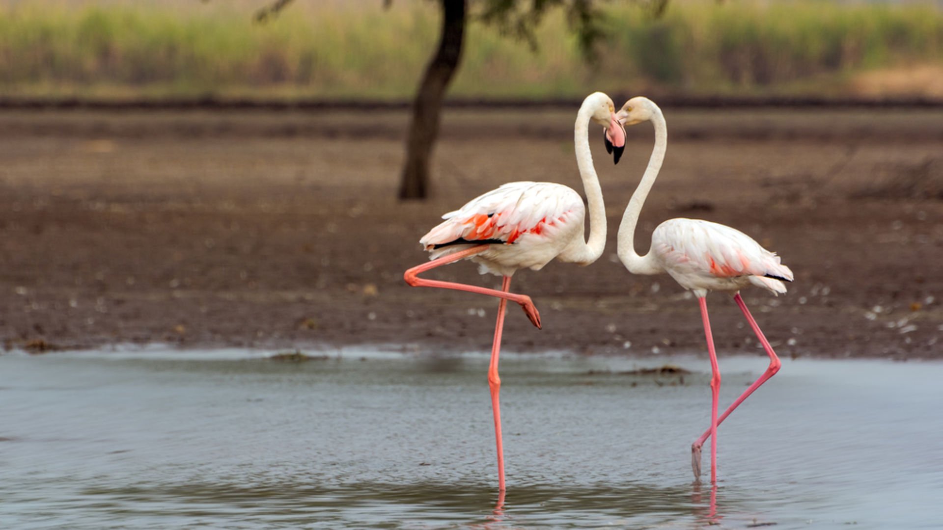 Aşkı hangi dilde konuşuyorsunuz? İlişki