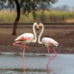 Aşkı hangi dilde konuşuyorsunuz?