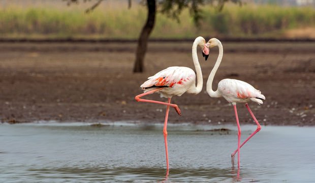 Aşkı hangi dilde konuşuyorsunuz?