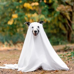 Cadılar Bayramı nasıl başladı?