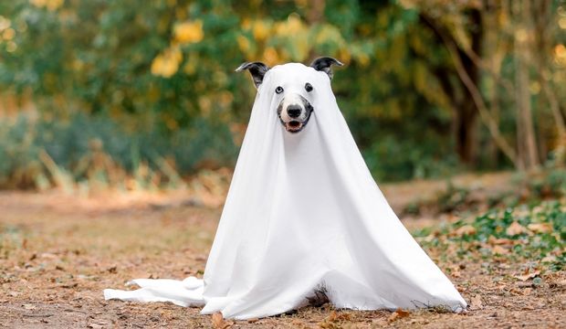 Cadılar Bayramı (Samhain) nedir? Nasıl başlamıştır?