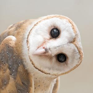 Gece kuşu mu uyku bozukluğu mu?