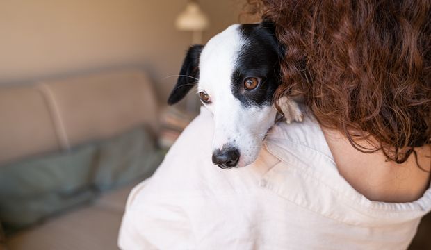 Evcil hayvanların da fobileri var!