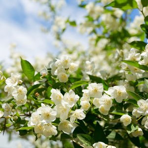  Ruh halinize iyi gelebilecek 9 koku