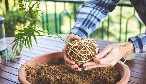 Kokedama nedir, nasıl yapılır?