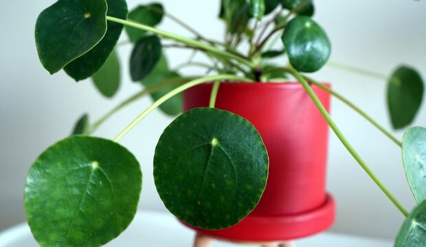 Para çiçeğinin (Pilea) anlamı ve faydaları