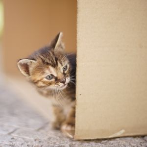 Sıcak havalarda sokak hayvanları için ne yapılabilir?