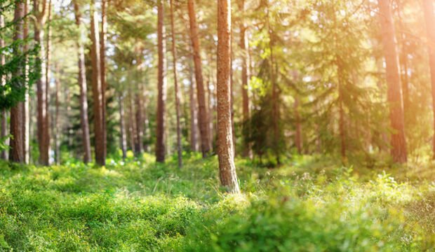 Muğla Akbelen’de neler oluyor?