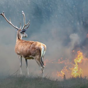 Yangından etkilenen canlılara ilk müdahale nasıl olmalı?