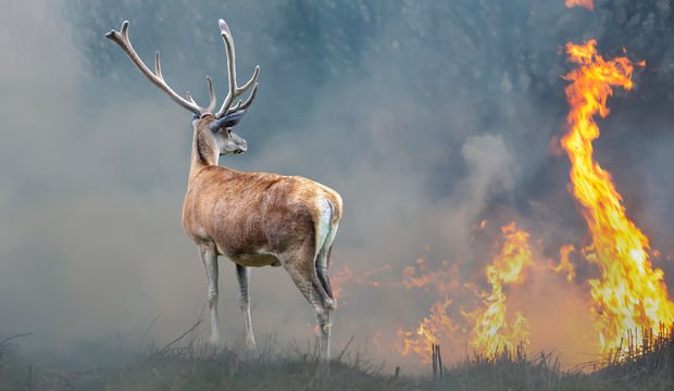Yangından etkilenen canlılara ilk müdahale nasıl olmalı?