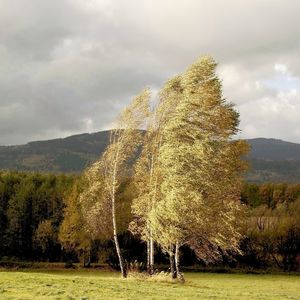 Fırtına ve aşırı rüzgarda almanız gereken önlemler