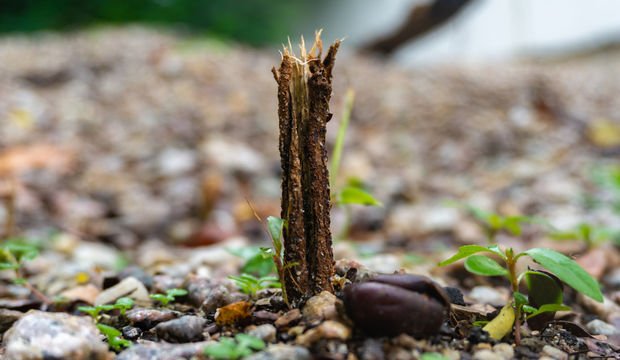 Balkon ve bahçe bitkilerini rüzgar ve fırtınadan koruma rehberi