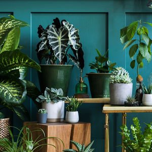 Bitkilerinize saksı seçerken...