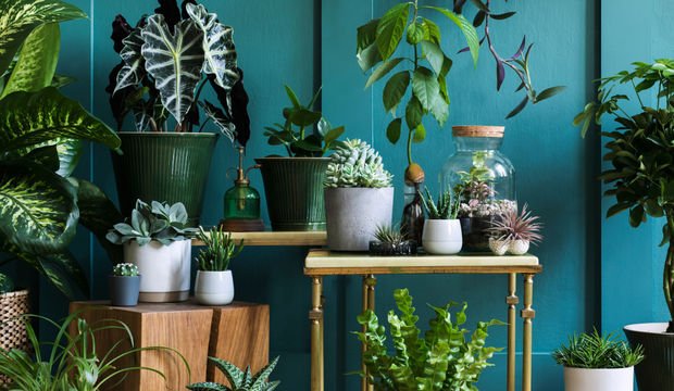 Saksı seçerken nelere dikkat etmelisiniz?