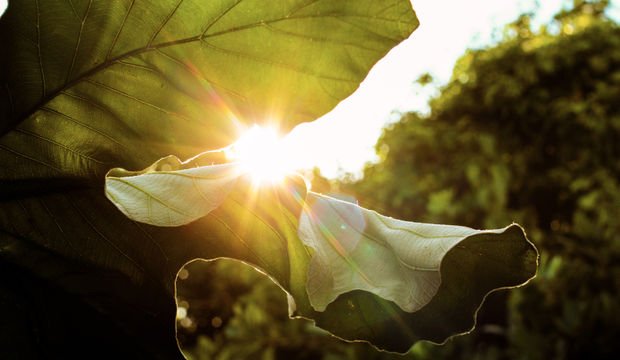 2025'te daha yeşil yaşamanın 5 kolay yolu